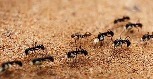 चींटियों से निपटने के अपनाएं ये आसान घरेलू उपाय
